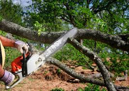 How Our Tree Care Process Works  in  Wailua Homesteads, HI