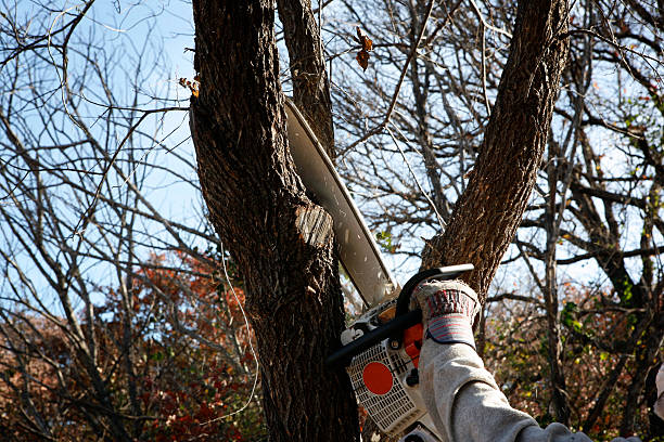 Best Tree and Shrub Care  in Wailua Homesteads, HI